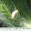 polyommatus cyaneus yurinekrutenko larva2b